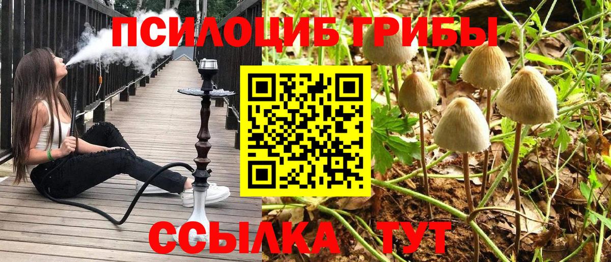 Галлюциногенные грибы Psilocybe  Вход с VPN  Новокузнецк 